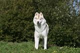 SIBERIAN HUSKY 852
